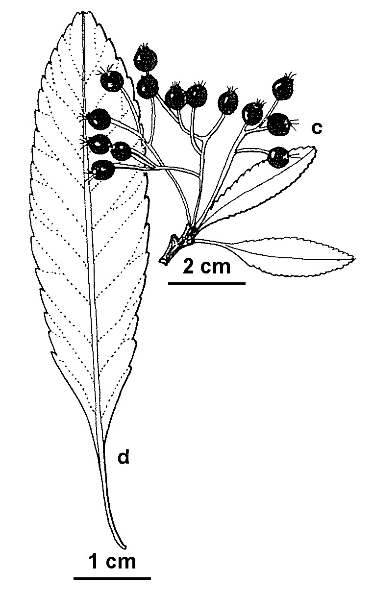 Pyracantha crenulata (hero image)