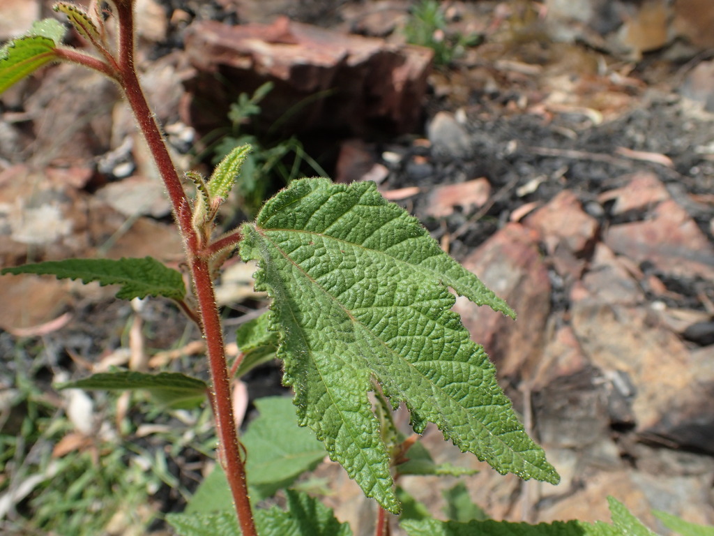 Commersonia rugosa (hero image)