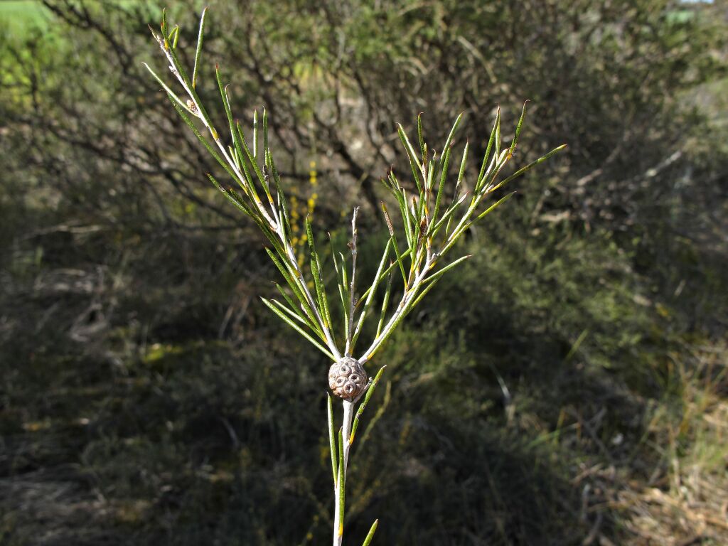 Melaleuca uncinata (hero image)