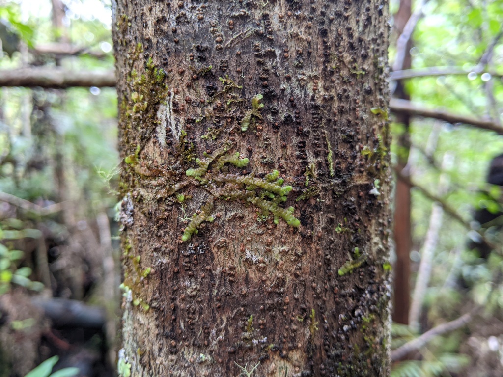 Frullania clavata (hero image)
