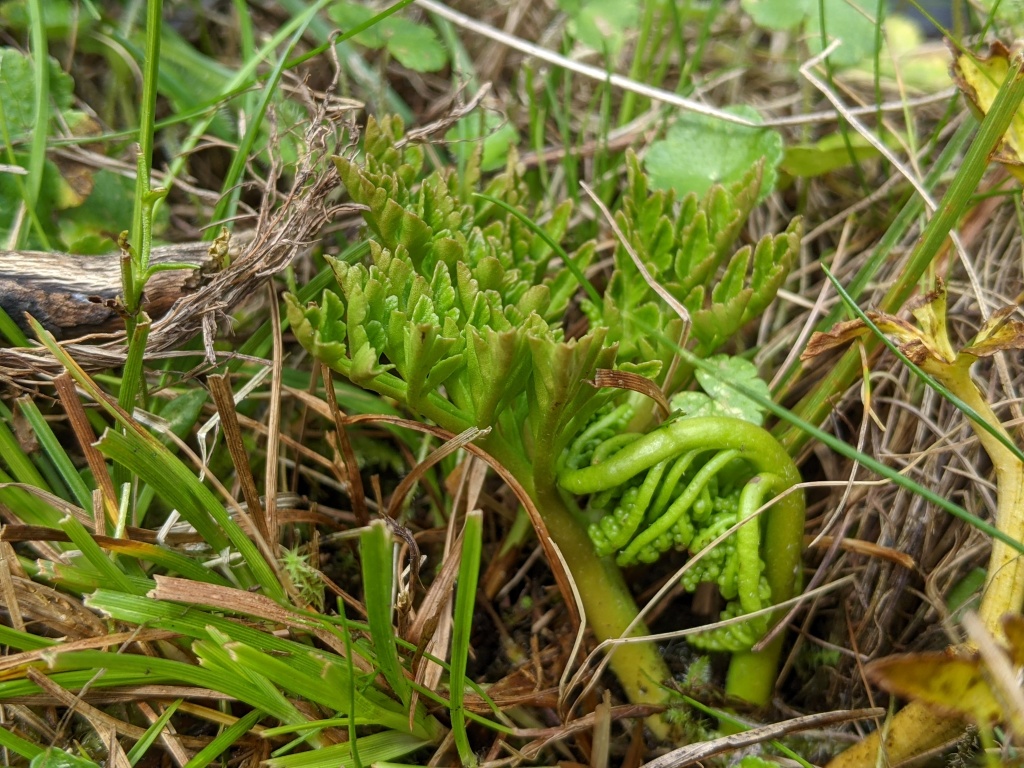 Botrychium australe (hero image)