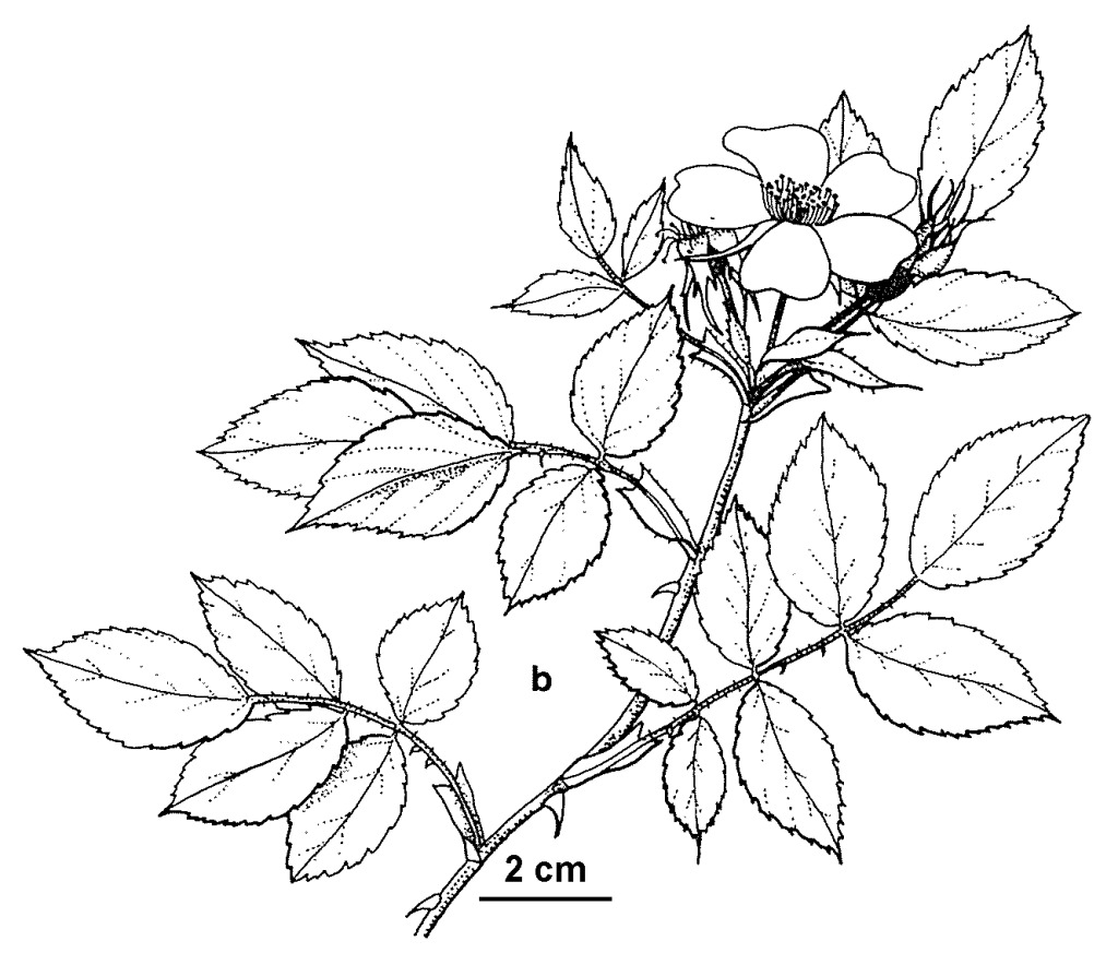 Rosa canina (hero image)