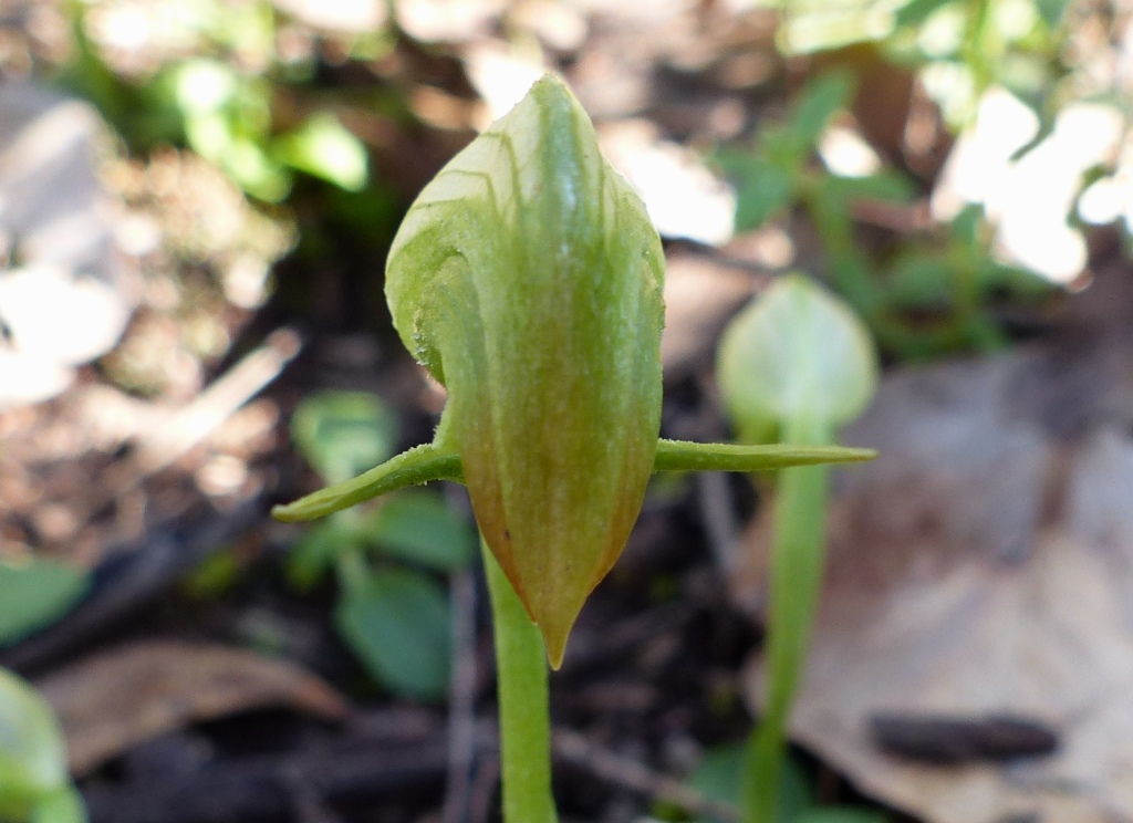 Pterostylis nutans (hero image)