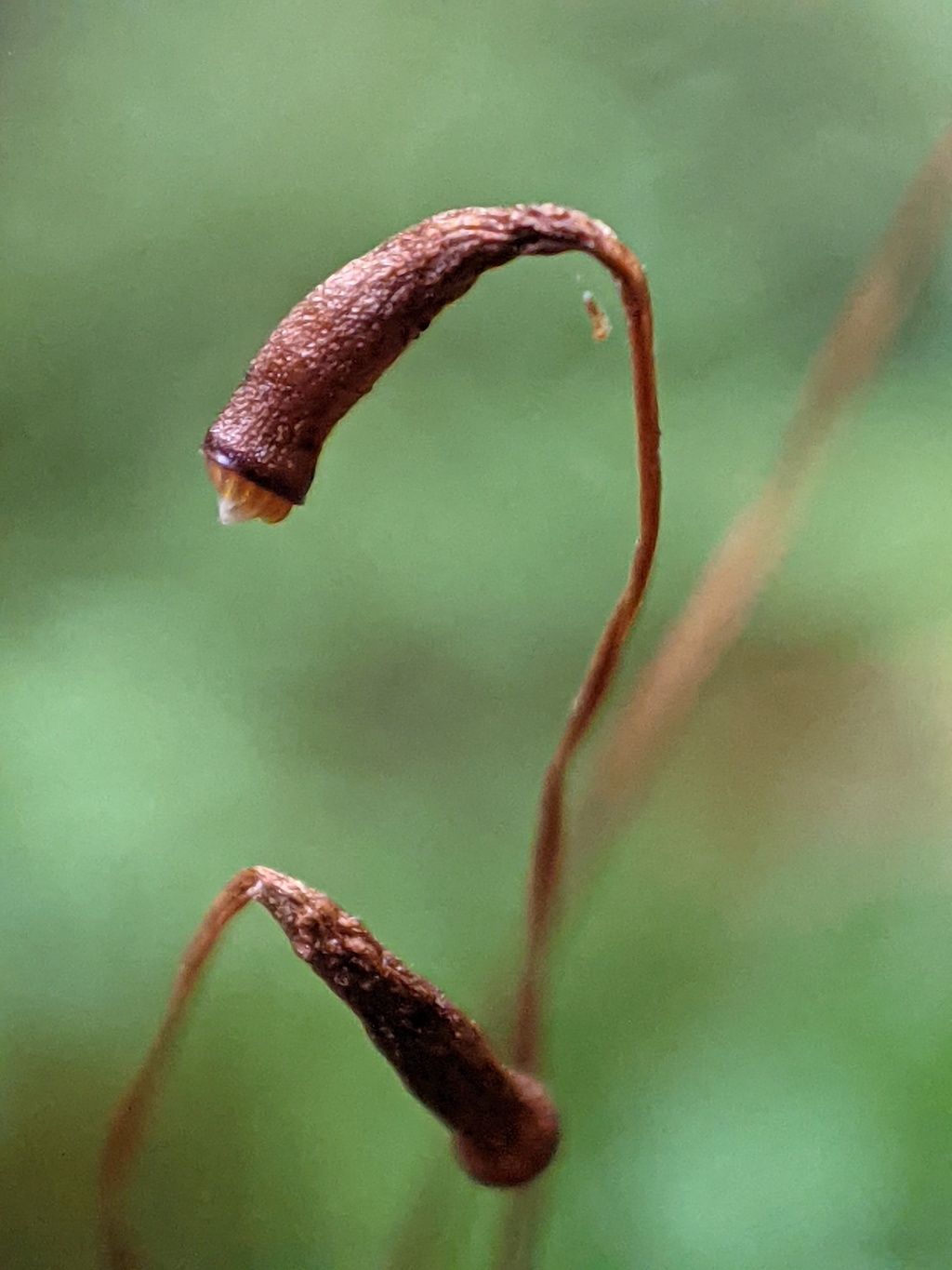 Goniobryum subbasilare (hero image)