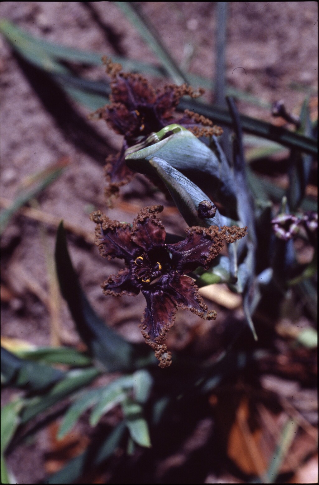 Ferraria crispa (hero image)