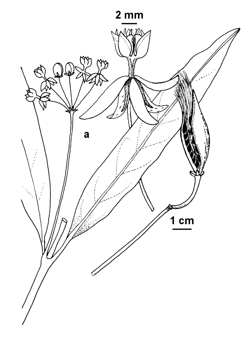 Asclepias curassavica (hero image)