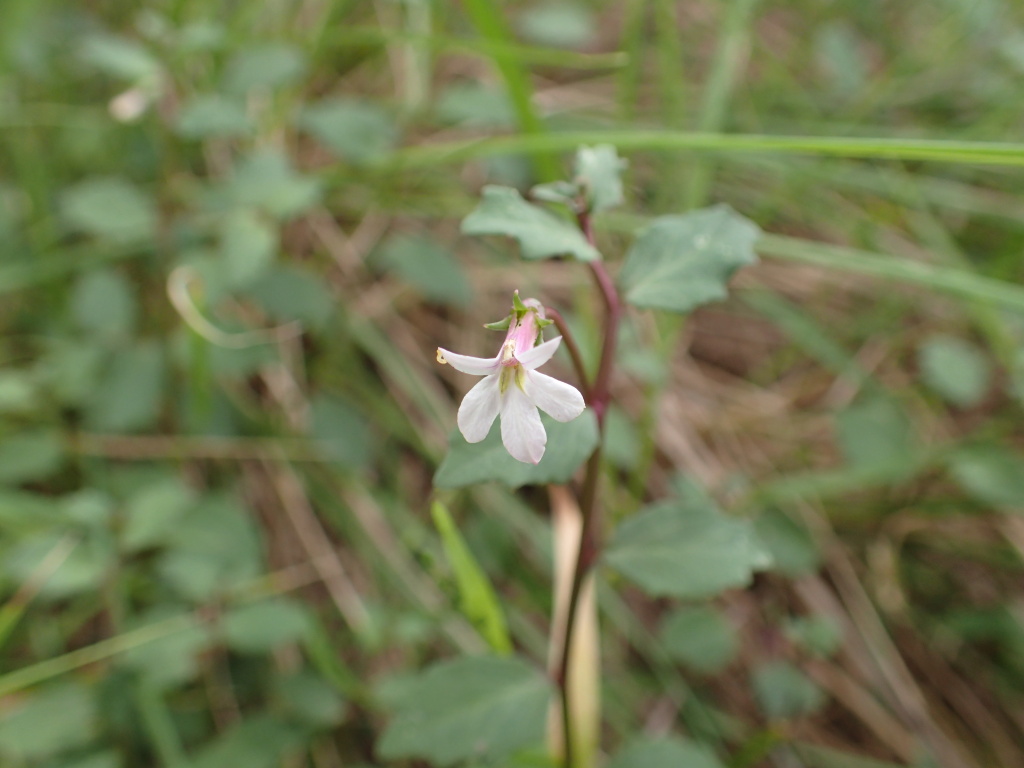 Lobelia purpurascens (hero image)