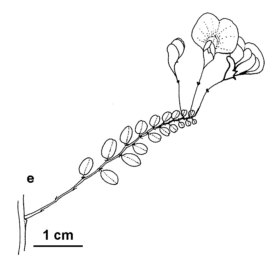 Bossiaea buxifolia (hero image)