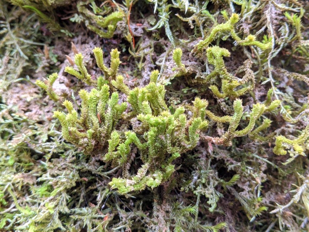 Chandonanthus squarrosus (hero image)