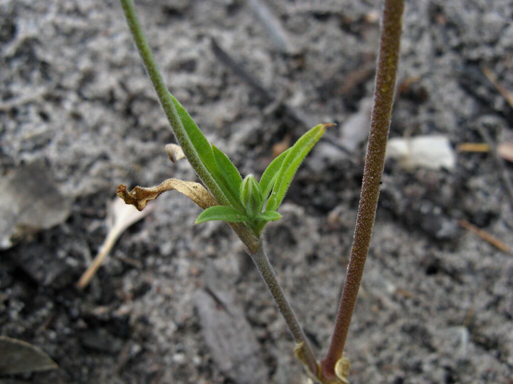 Silene apetala var. apetala (hero image)