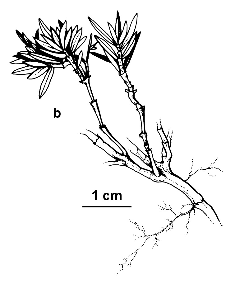 Coprosma nivalis (hero image)