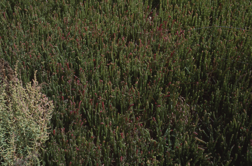 Salicornia quinqueflora subsp. quinqueflora (hero image)