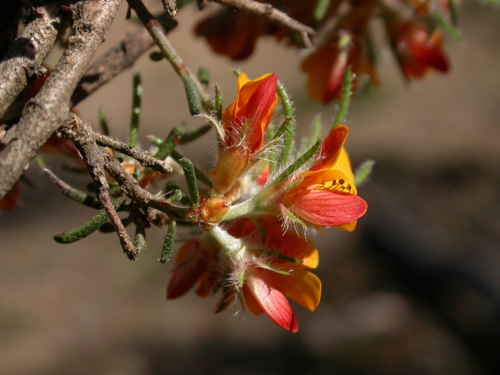 Pultenaea laxiflora (hero image)