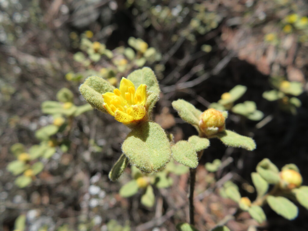 Asterolasia asteriscophora subsp. asteriscophora (hero image)