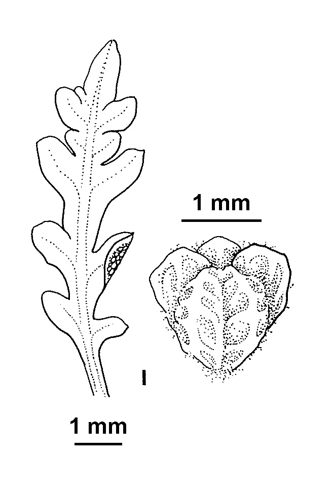 Dysphania multifida (hero image)