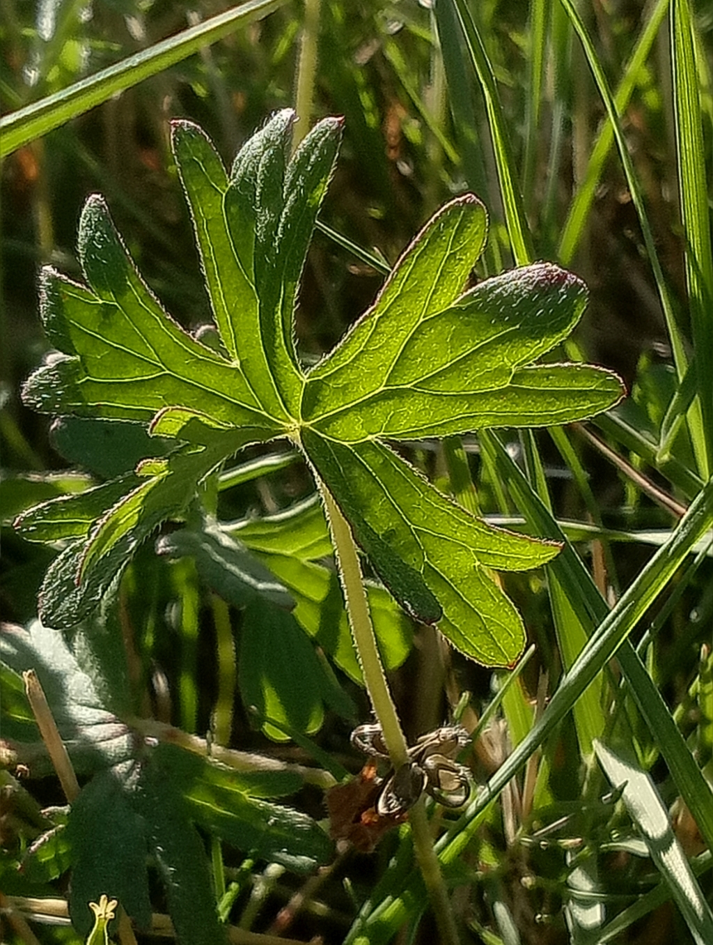 Geranium sp. 6 (hero image)