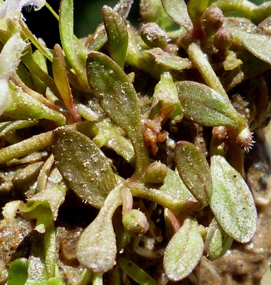 Glossostigma elatinoides (hero image)