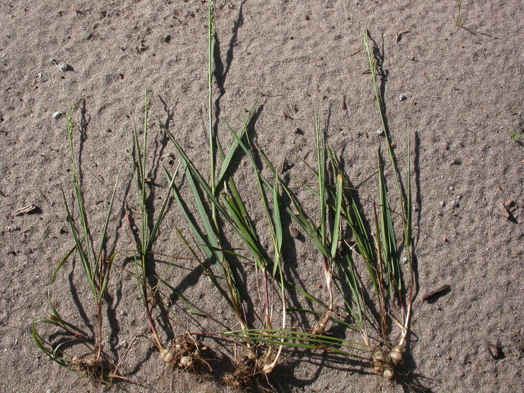 Poa drummondiana (hero image)