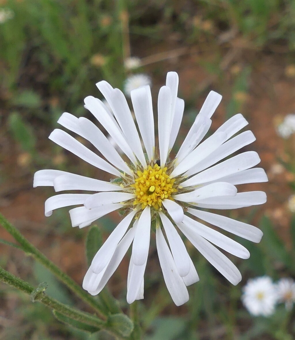 Calotis scabiosifolia var. scabiosifolia (hero image)