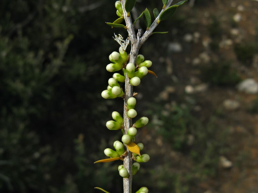 Melaleuca acuminata (hero image)