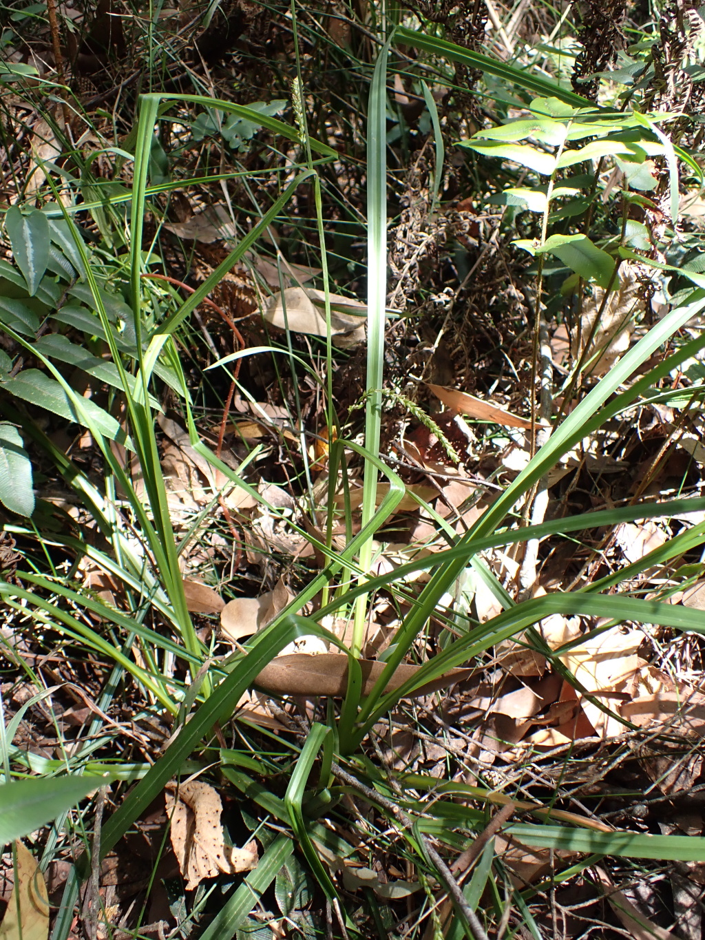 Carex alsophila (hero image)