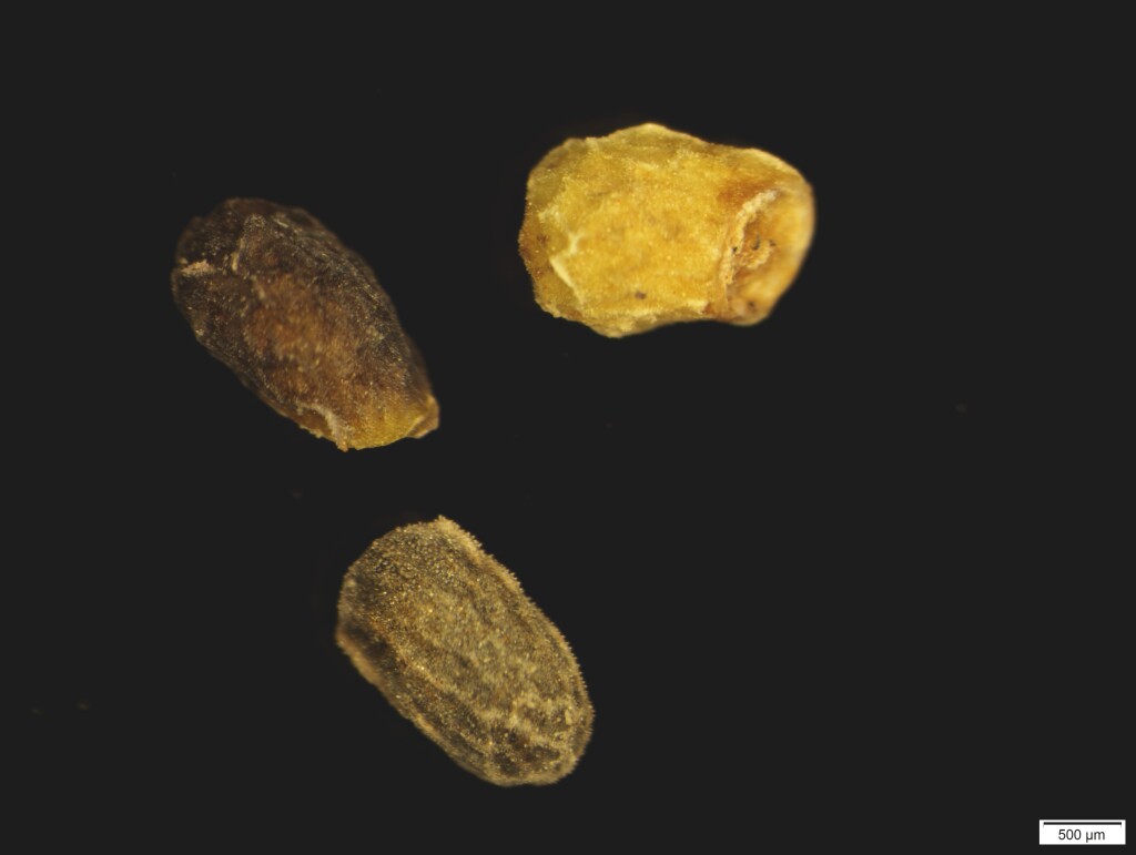 Prostanthera (hero image)