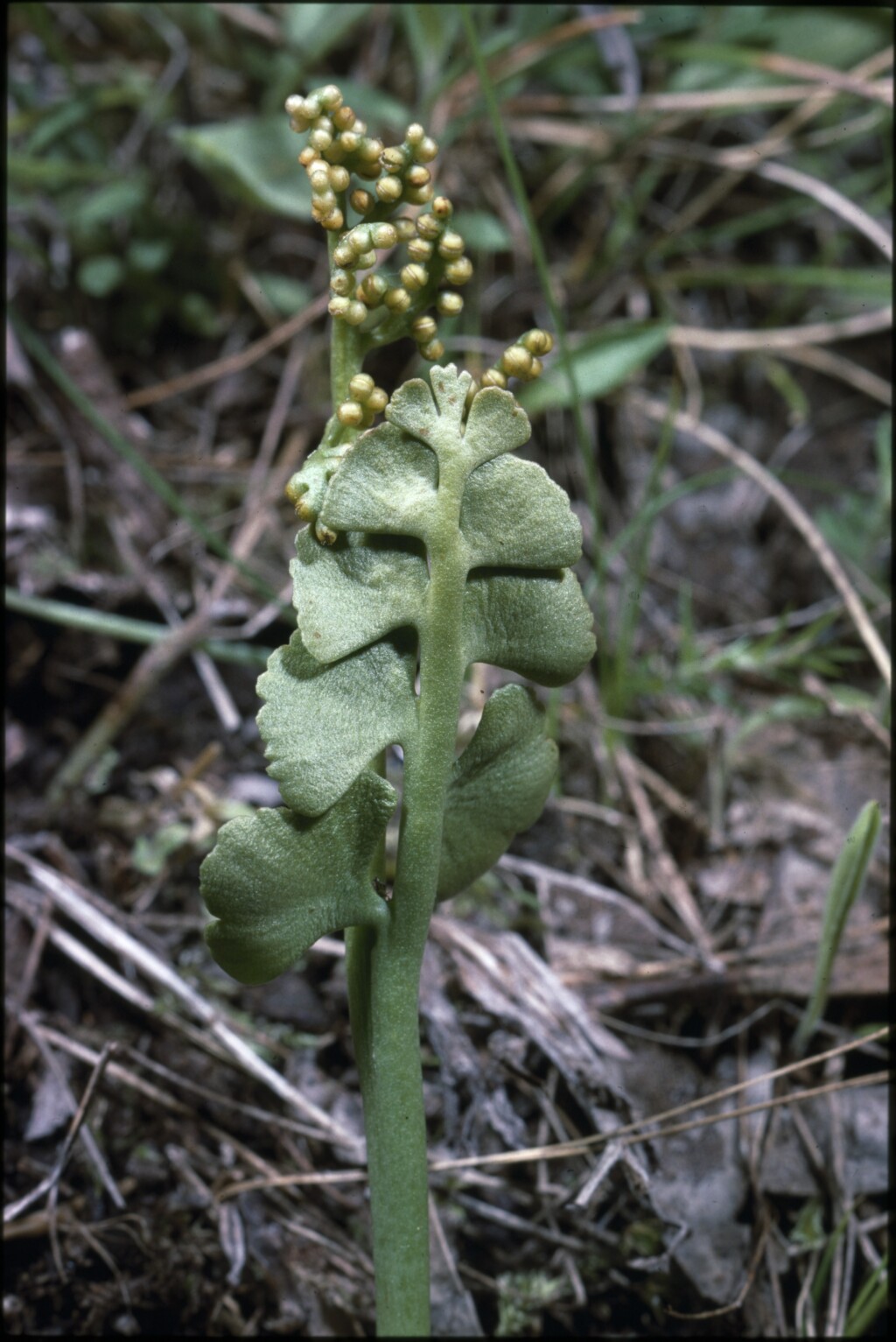 Botrychium lunaria (hero image)