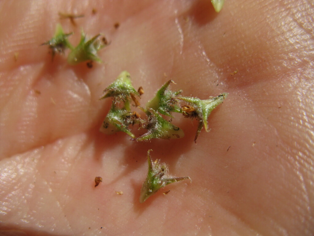Calotis scabiosifolia (hero image)