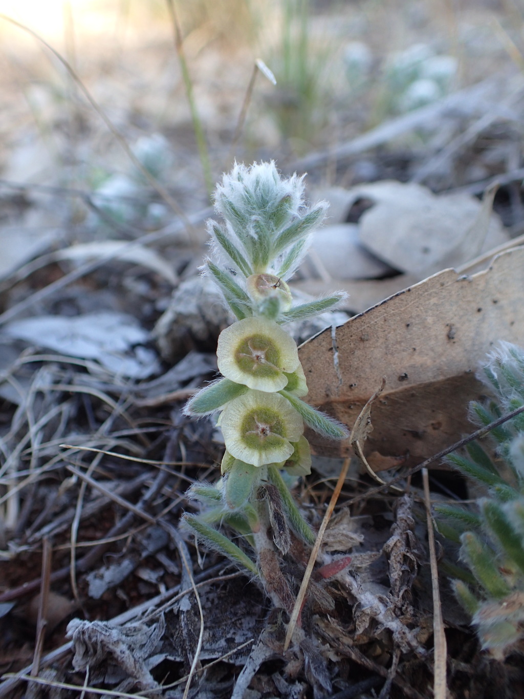 Maireana excavata (hero image)