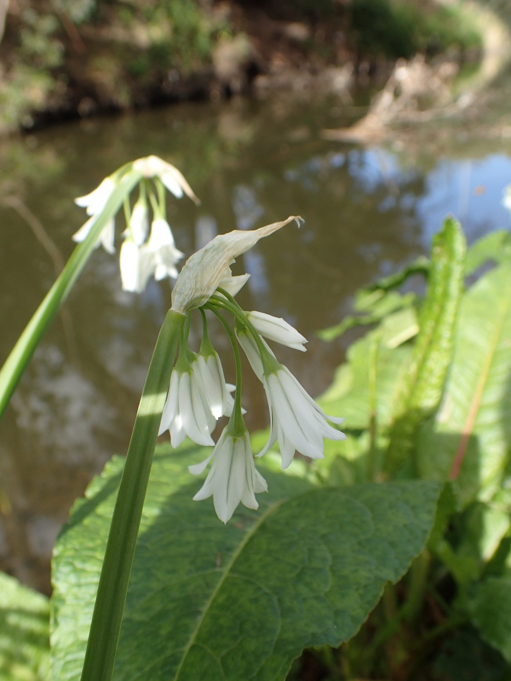 Allium triquetrum (hero image)