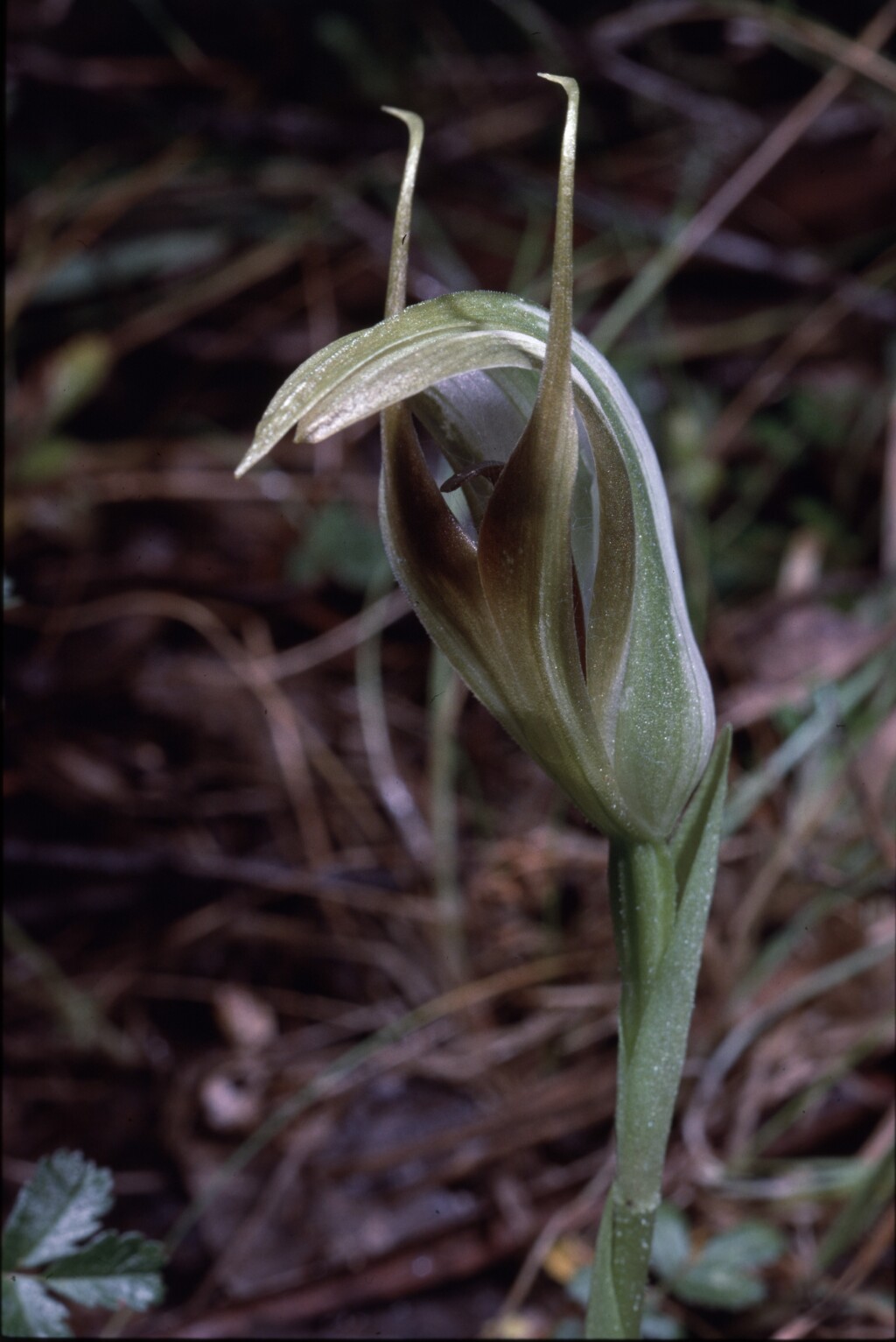 Pterostylis ×aenigma (hero image)