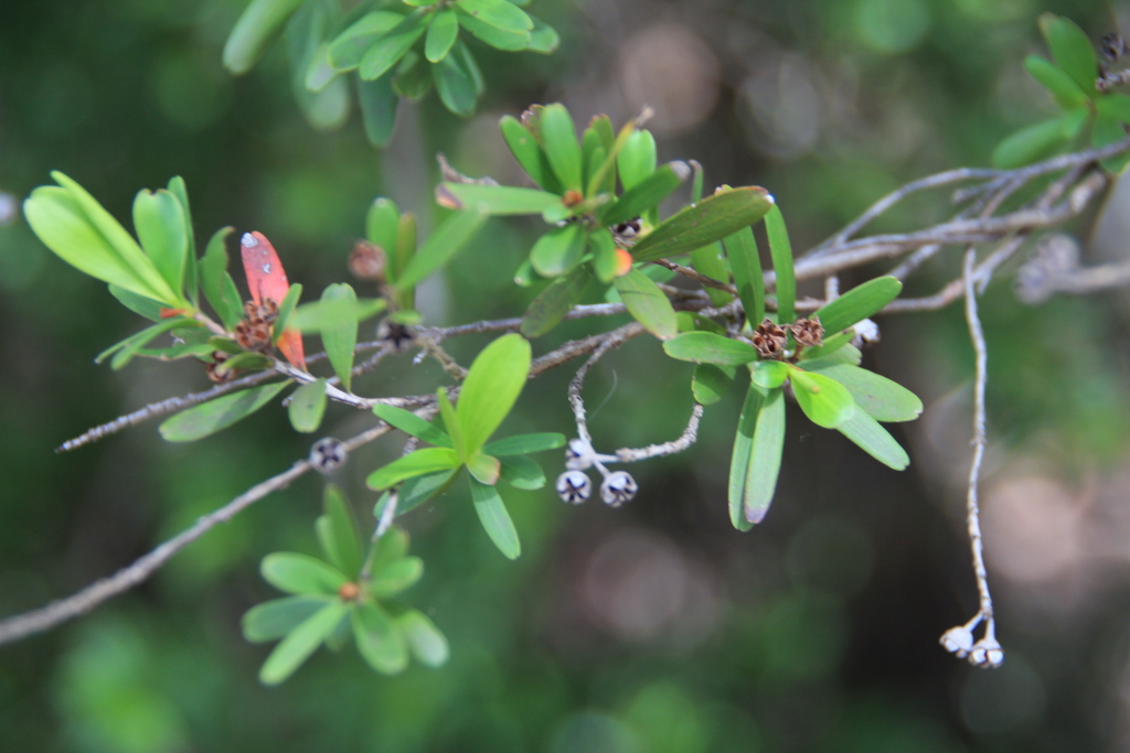 Leptospermum emarginatum (hero image)