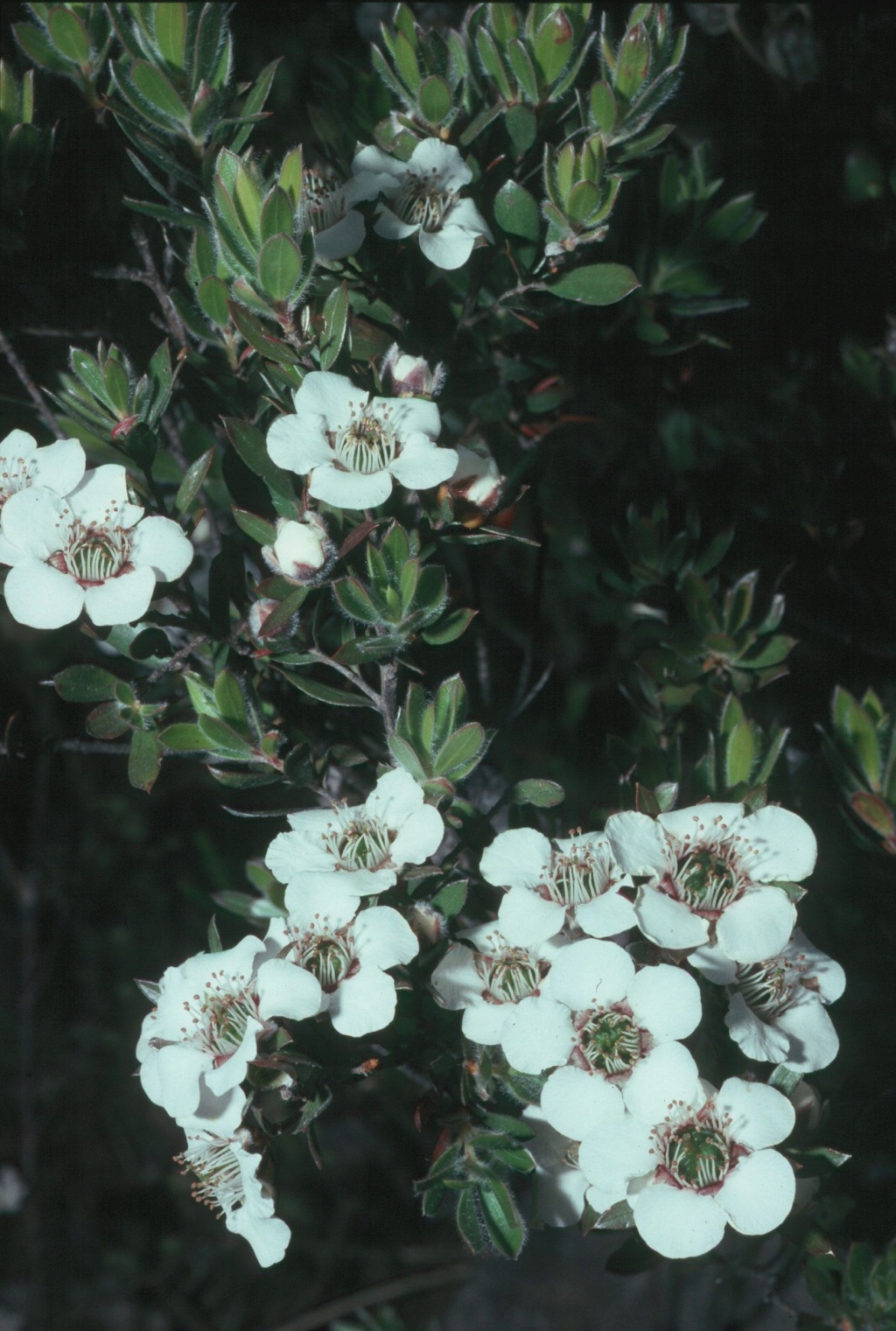 Leptospermum turbinatum (hero image)