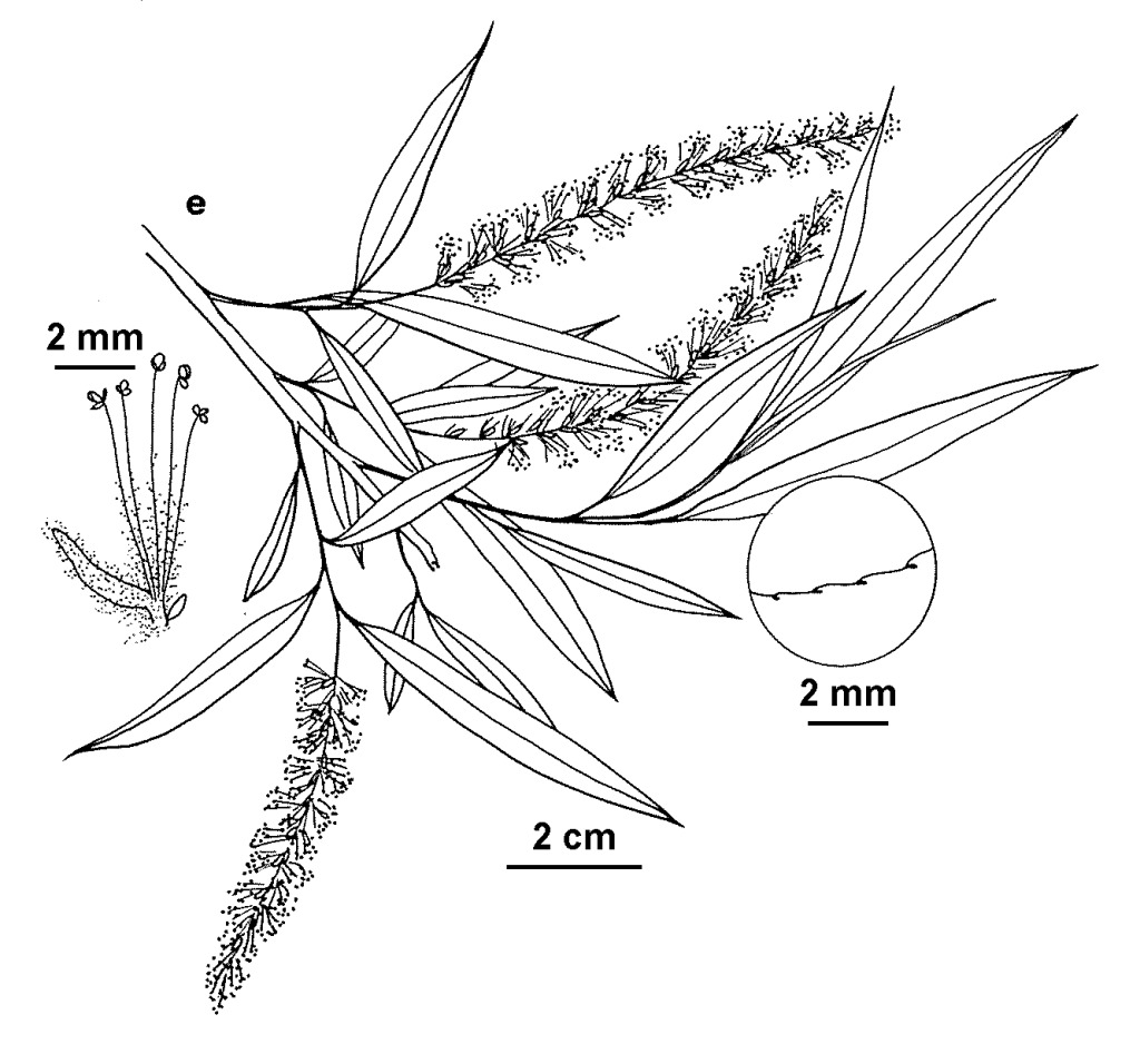 Salix nigra (hero image)