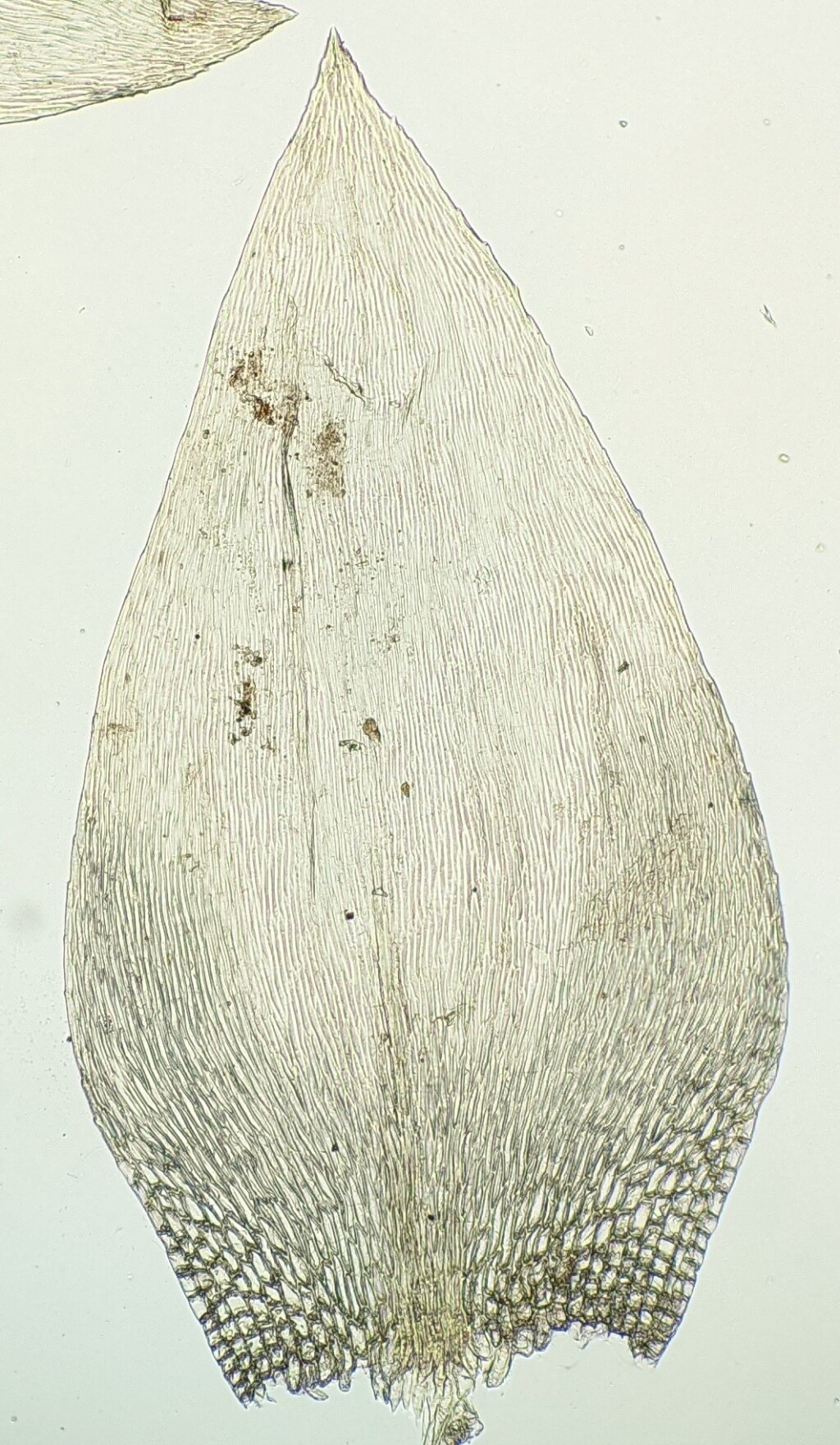 Entodontaceae (hero image)