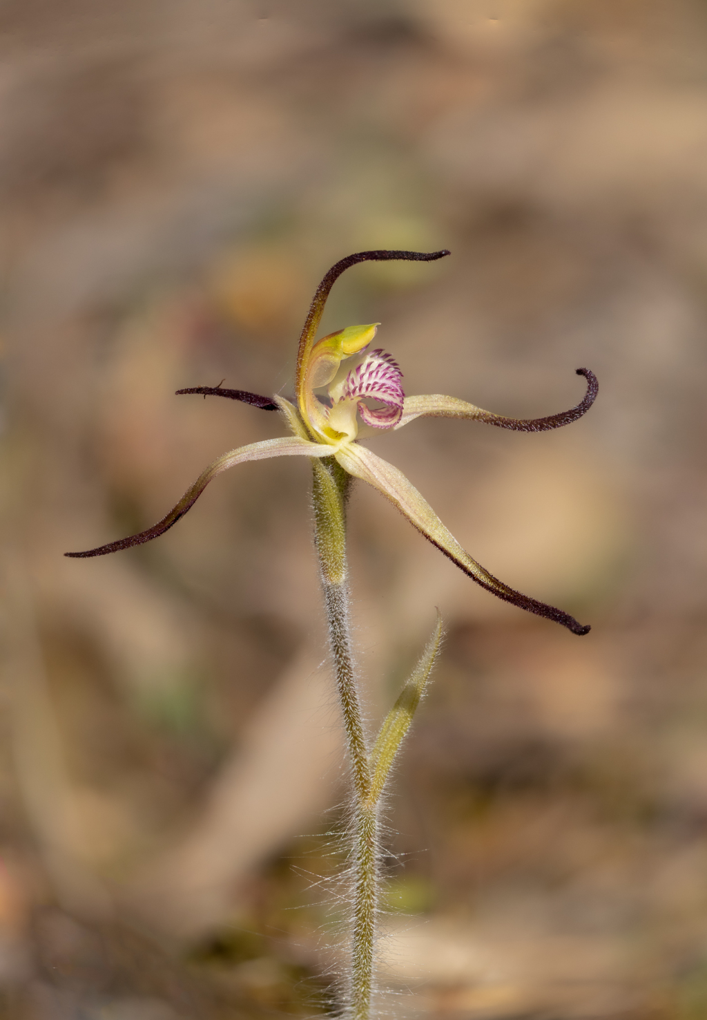 Caladenia versicolor (hero image)