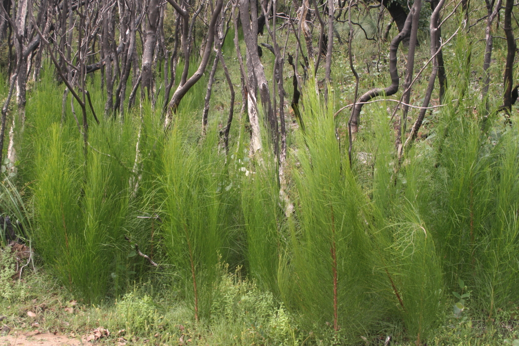 Viminaria juncea (hero image)