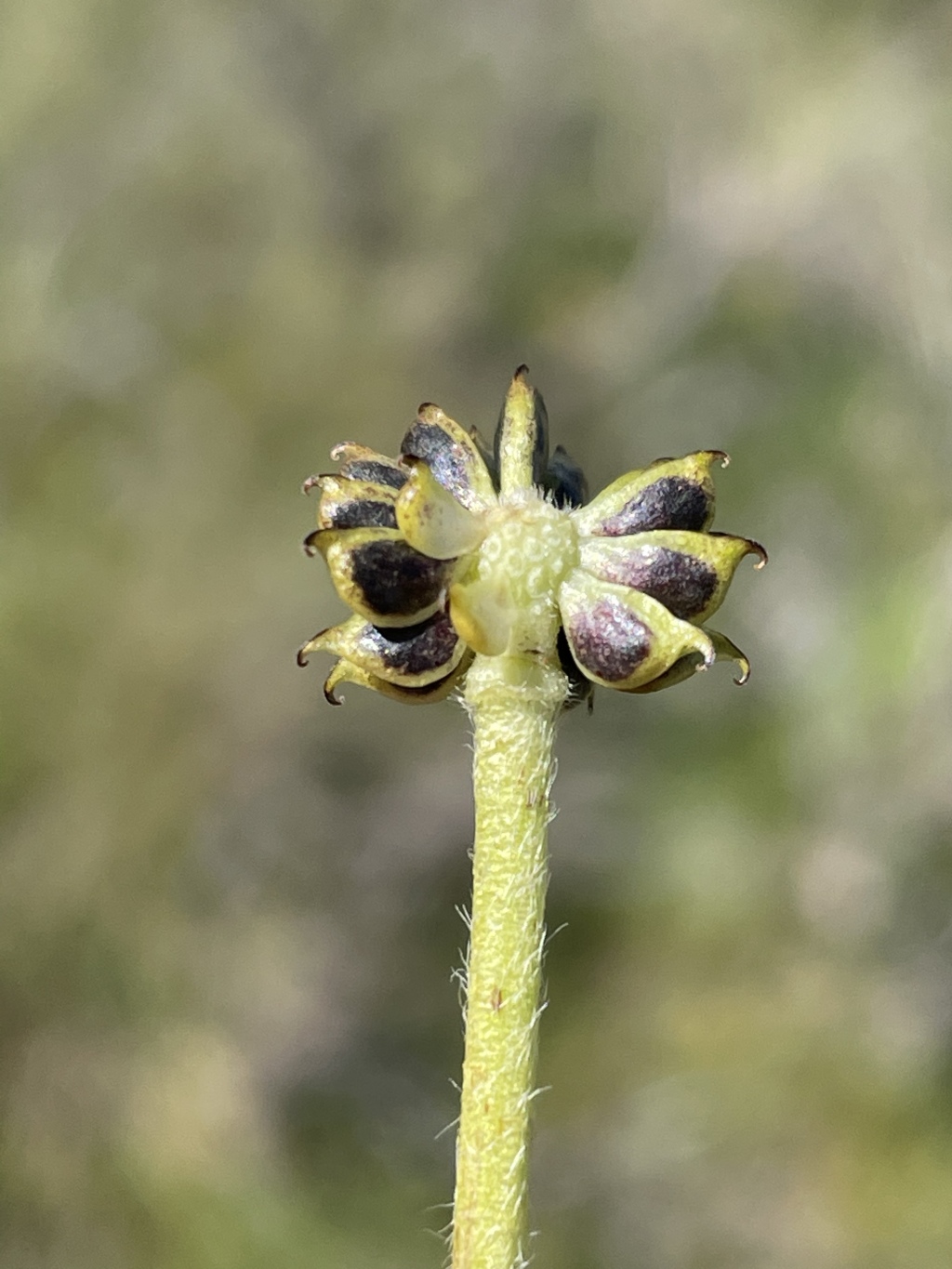 Ranunculus millanii (hero image)