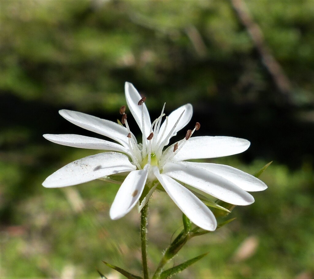 Stellaria pungens (hero image)