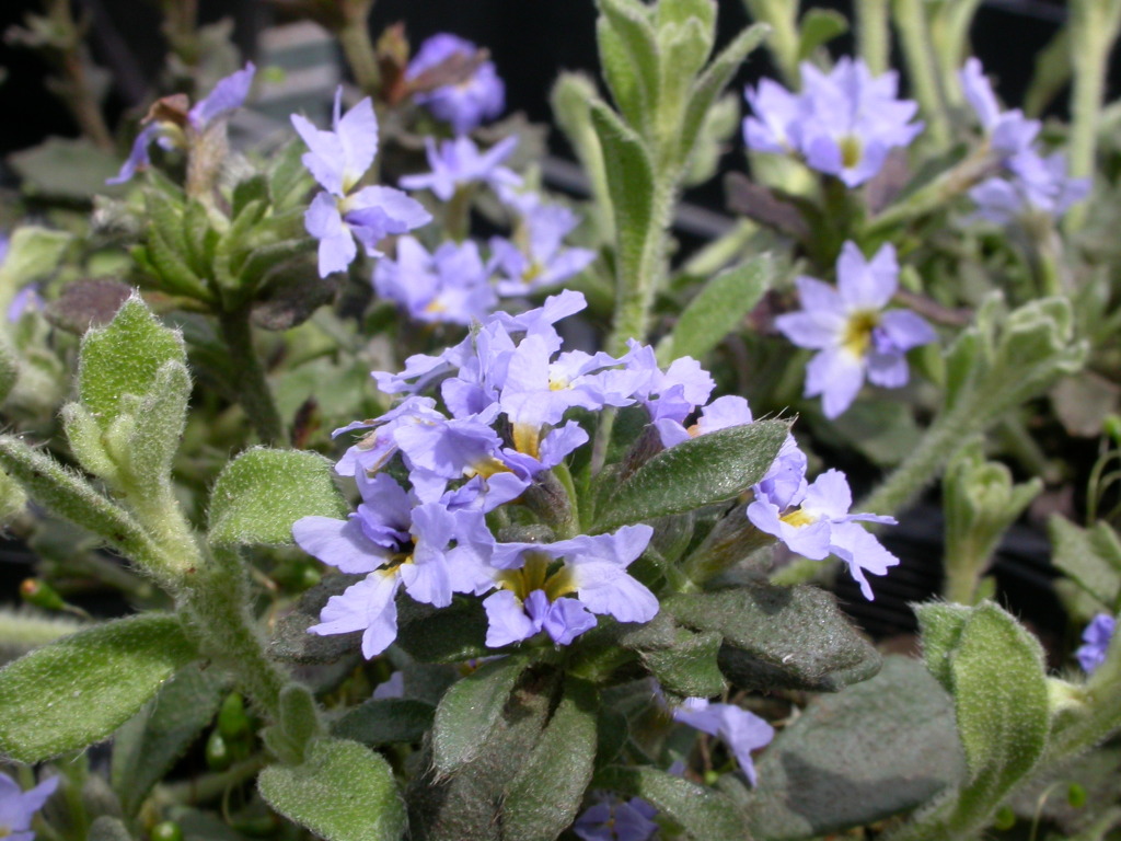 Dampiera fusca (hero image)