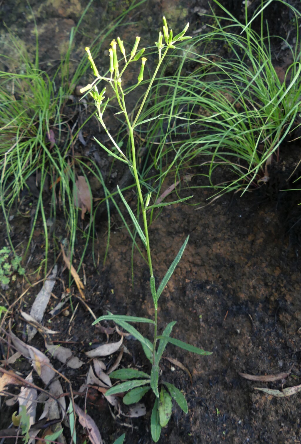 Senecio prenanthoides (hero image)