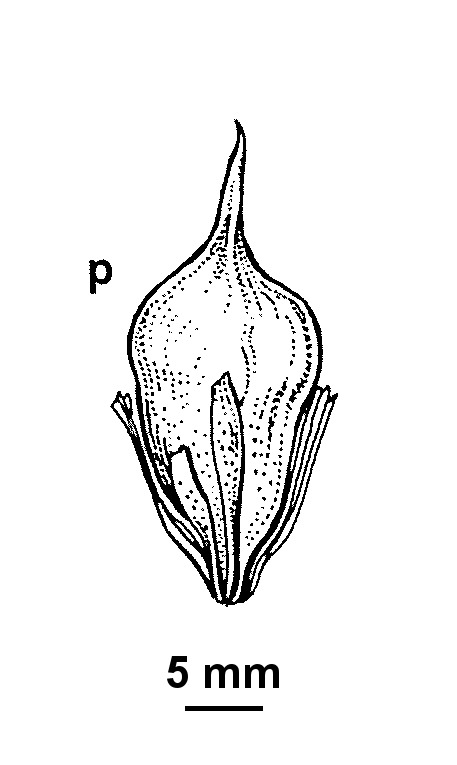 Sparganium subglobosum (hero image)