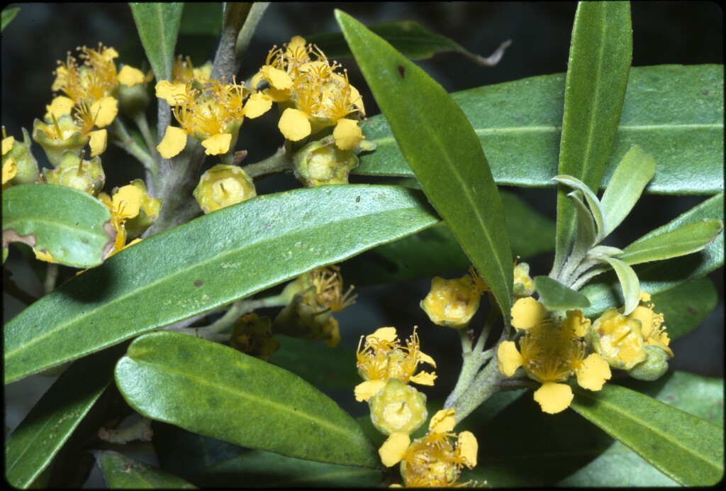 Tristaniopsis laurina (hero image)