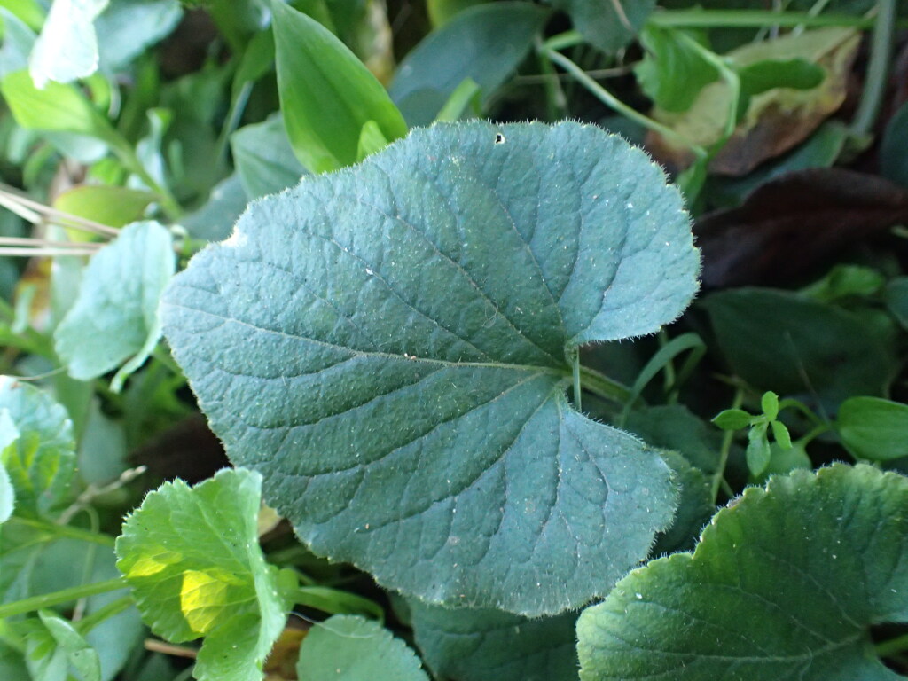 Viola odorata (hero image)