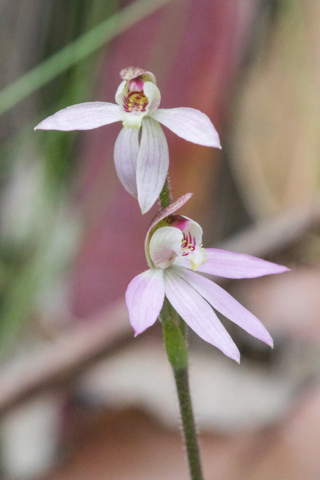 Caladenia carnea (hero image)