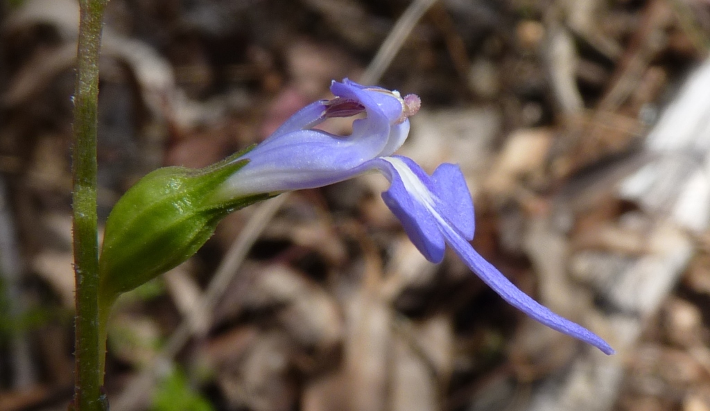 Lobelia browniana (hero image)