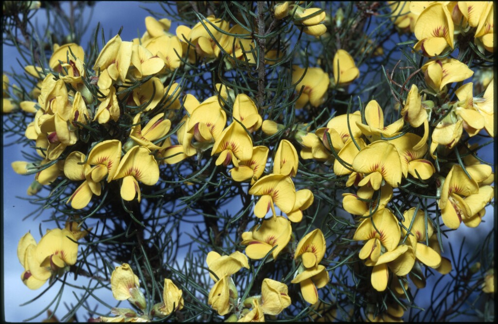 Pultenaea mollis (hero image)