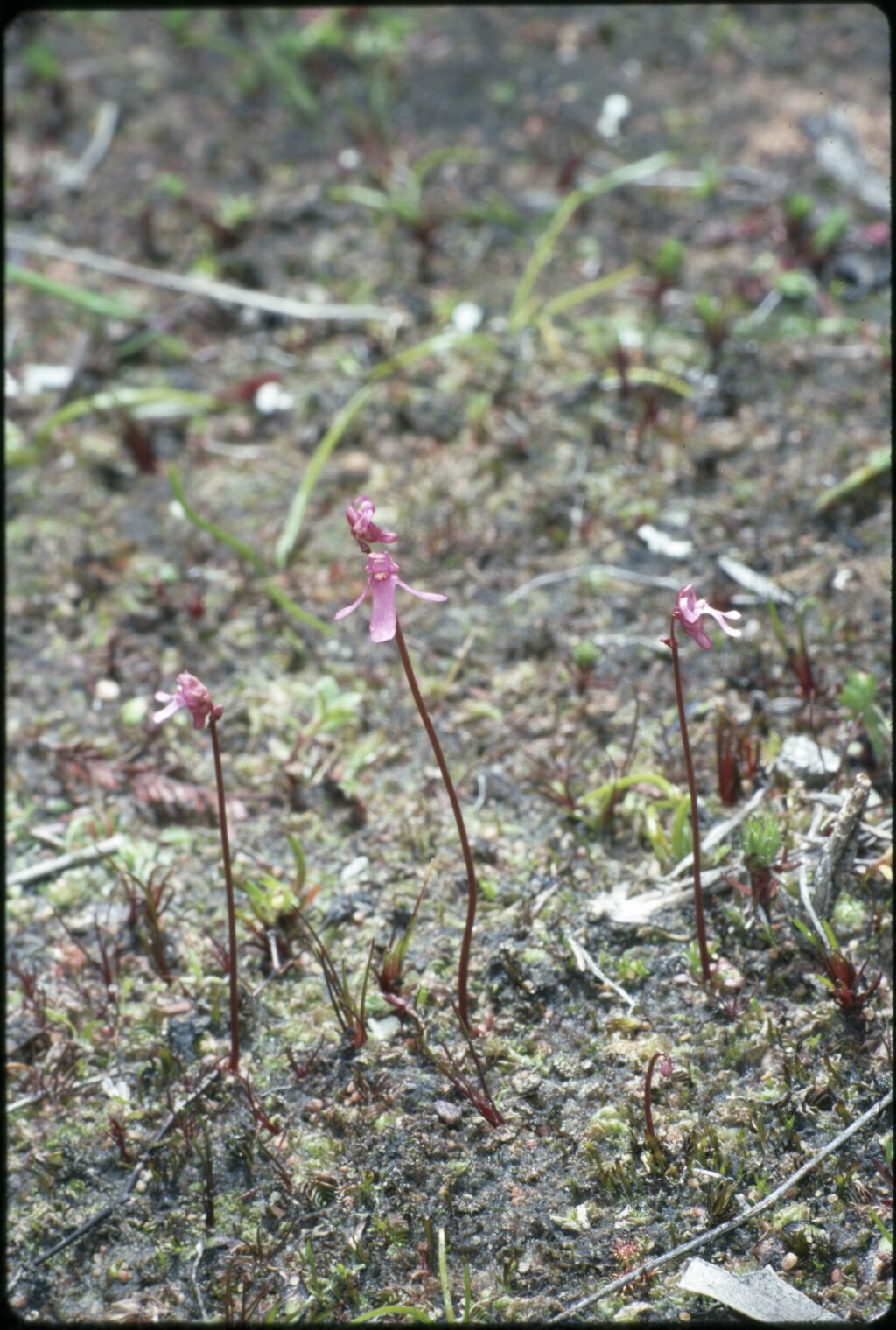 Utricularia tenella (hero image)