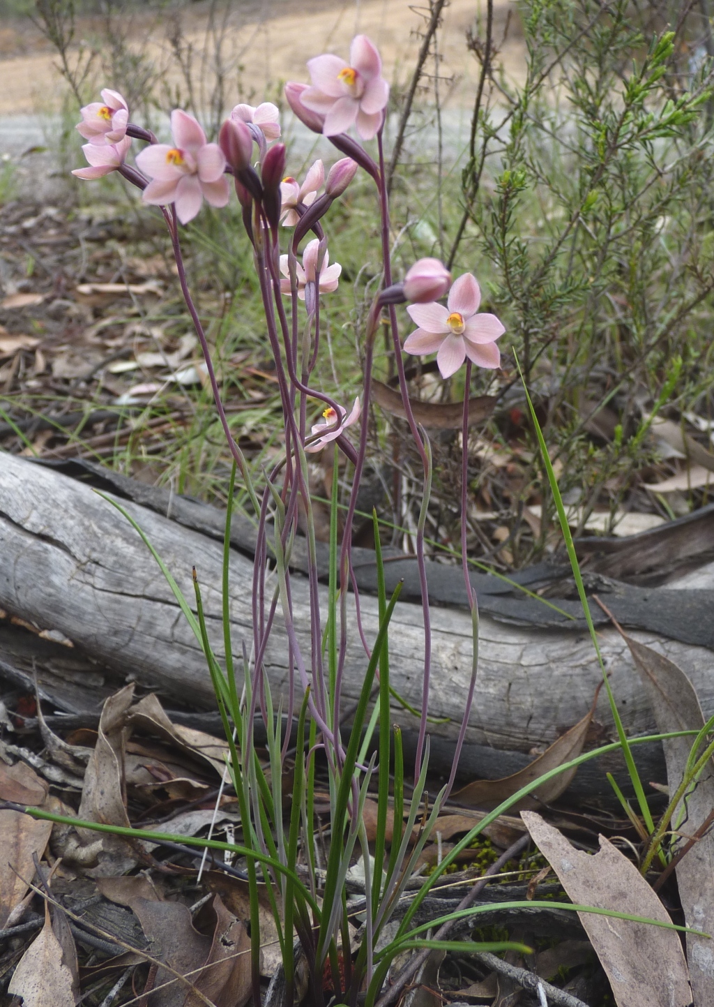 Thelymitra rubra (hero image)