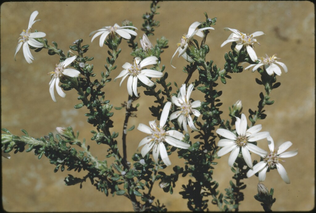 Olearia minor (hero image)